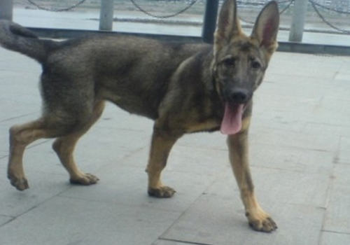 什么样的狗适合做警犬