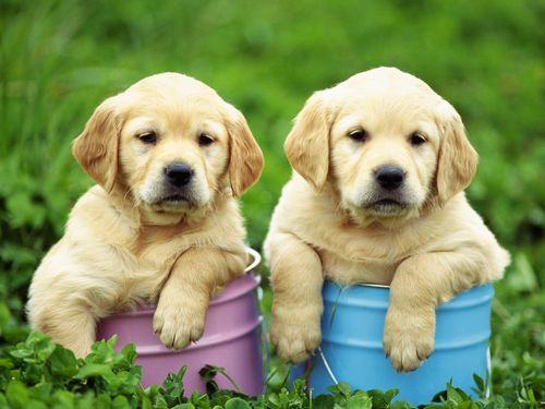 拉布拉多幼犬消化不良怎么回事