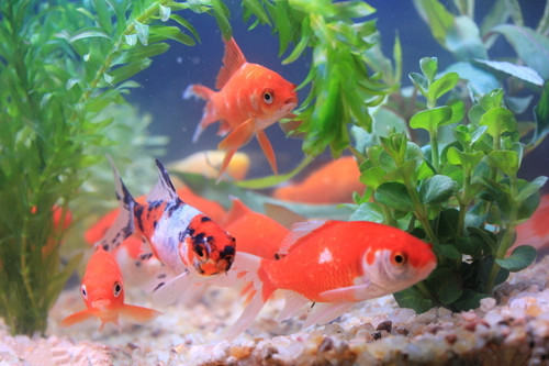 影响金鱼转色和体色鲜艳的原因