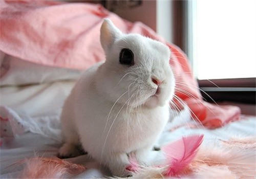 小兔子螨病的防治措施 小兔子螨病的防治措施