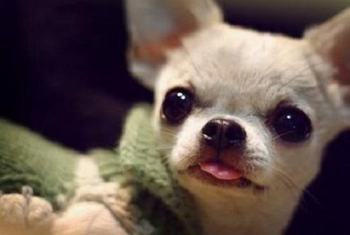 犬角膜炎的症状及治疗方法