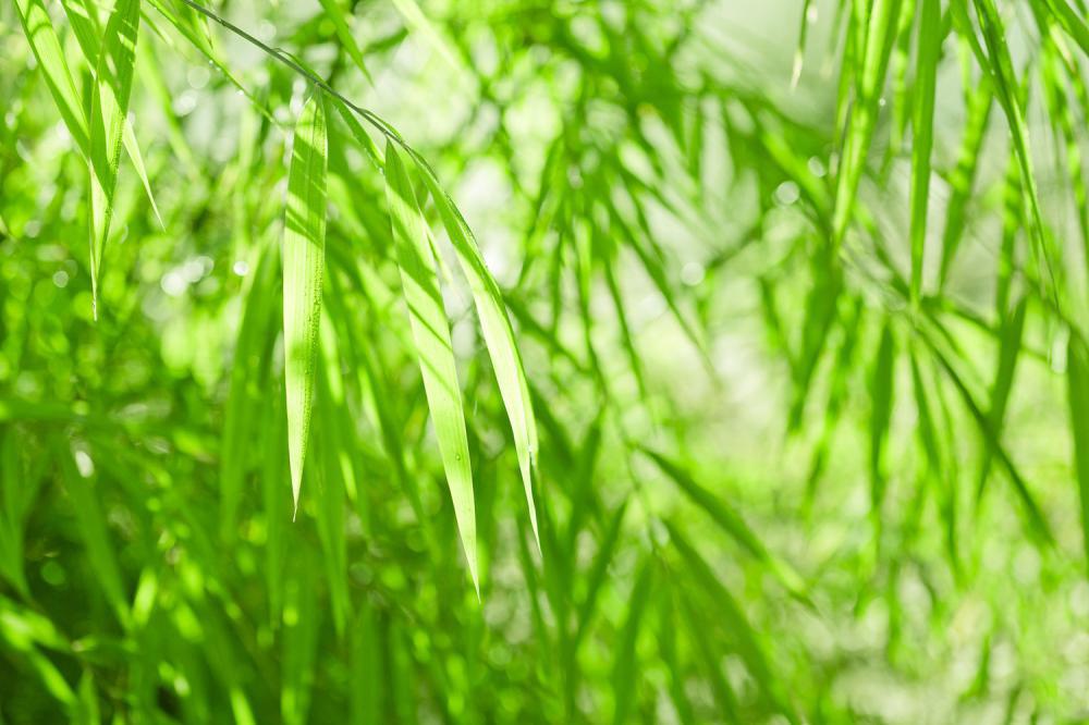 竹子的象征意义是什么