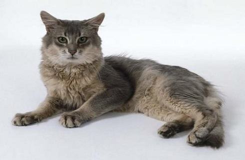 索马里猫多少钱一只?索马里猫价格 索马里猫多少钱一只?索马里猫价格