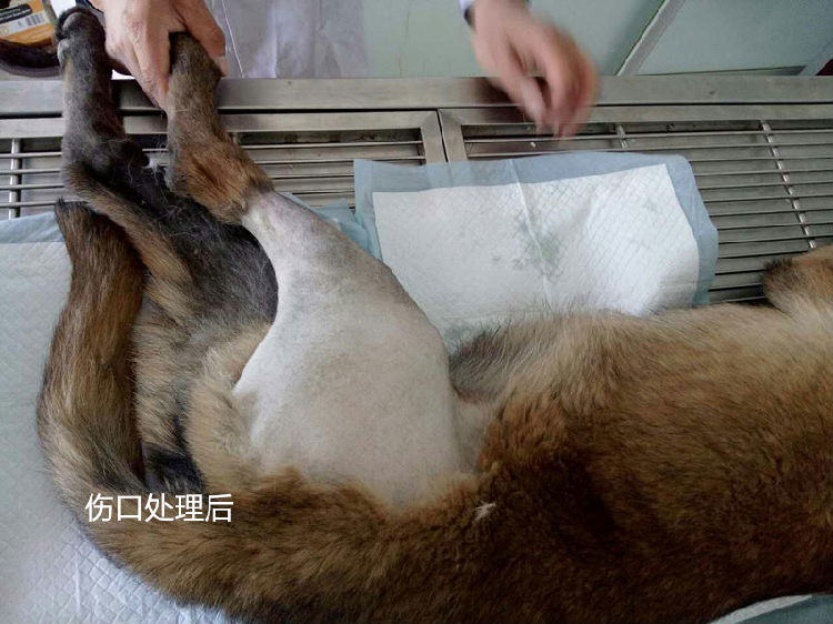 犬几种病例的伤口处理