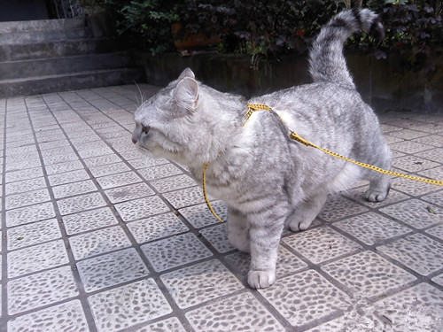 猫奴必知的冬季饲养宝典