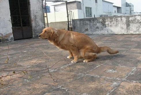 狗狗便秘的原因和改善方法