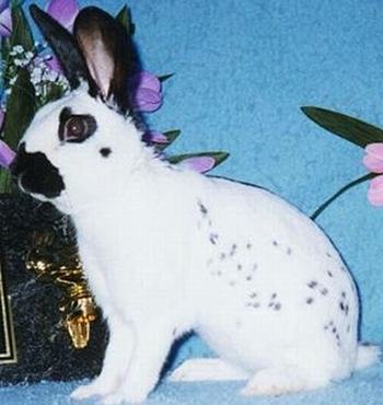 大麦丁兔的外形特征 大麦丁兔的外形特征