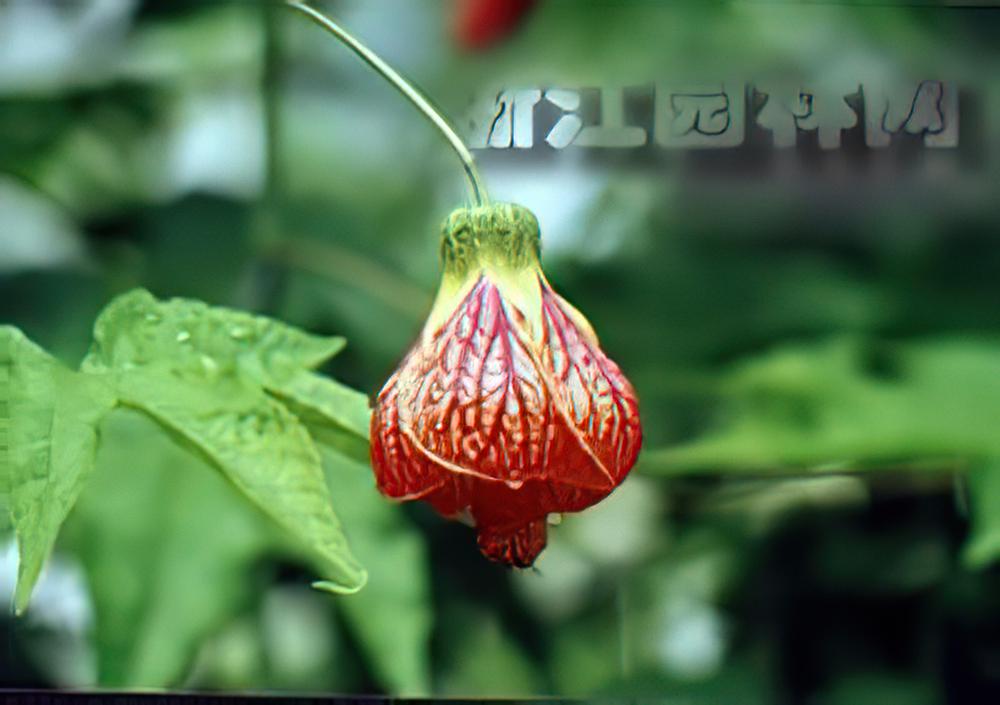 风铃花栽培