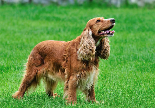 狗狗得了中耳炎怎么办 狗狗得了中耳炎怎么办