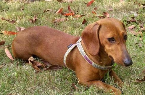 腊肠犬好养吗？智商怎么样？