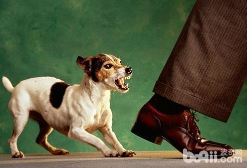 导致狗狗攻击人的原因都有哪些？