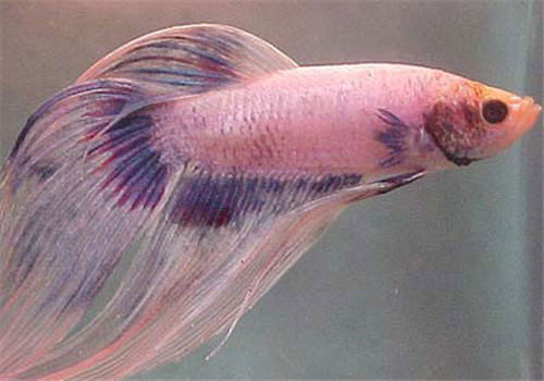 观赏鱼碘泡虫病的预防措施 观赏鱼碘泡虫病的预防措施