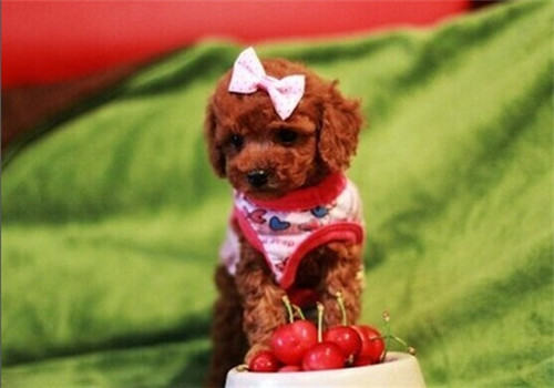 训练泰迪咬人的坏习惯