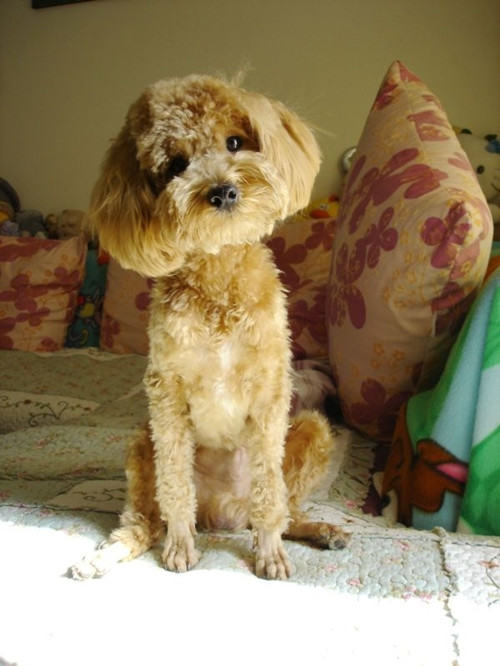 乖巧的贵宾犬有什么特点