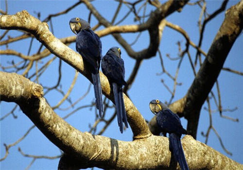 紫蓝金刚鹦鹉的品种简介