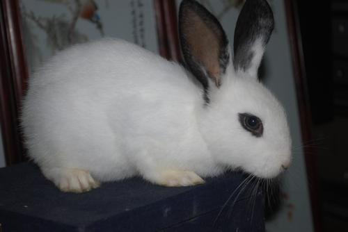 兔子的眼睛都是红色的吗? 兔子的眼睛都是红色的吗?