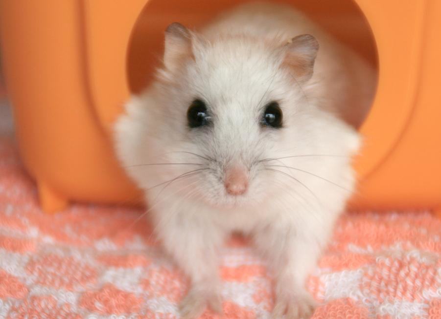 仓鼠孕育期间也要和公鼠分房