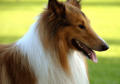 狗狗使用眼药水注意哪些问题