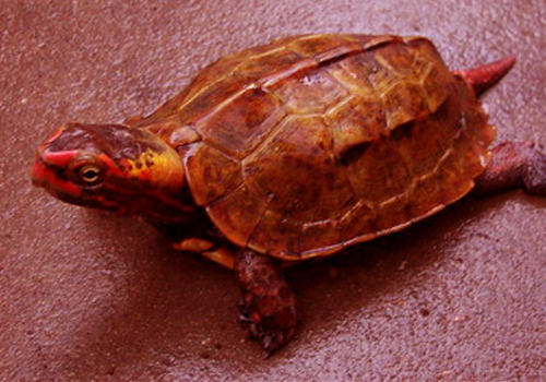 宠物龟睁不开眼的原因