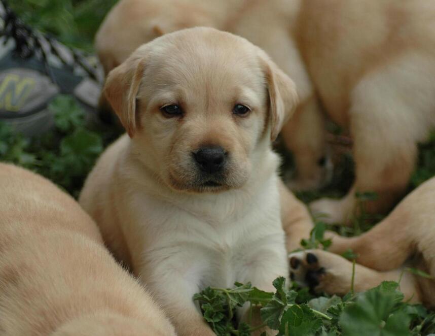 狗主缺乏护理知识 节日过后狗狗排队进医院