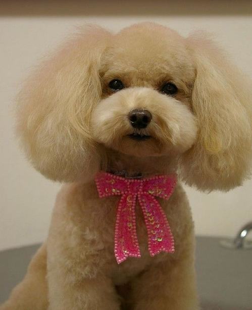 贵宾犬在美容店应该被提供的服务有哪些