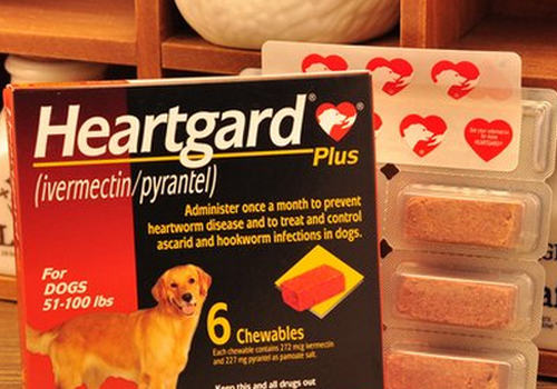 驱虫药可能导致狗狗出现哪些不良反应