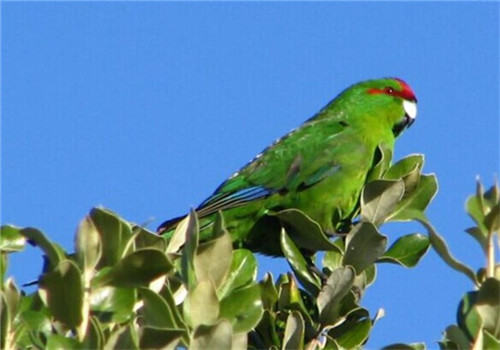 红额鹦鹉