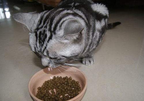 猫咪靠味觉识别有害食物？
