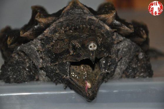 半水栖龟、海龟住院怎么护理 半水栖龟、海龟住院怎么护理