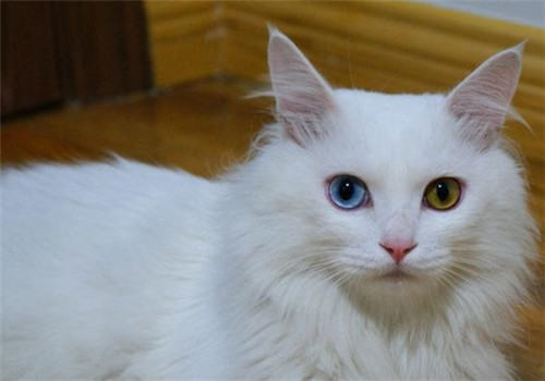 中国本土的猫咪品种有哪些？