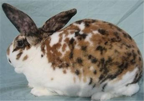 维兰特兔的形态特征
