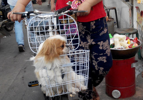 狗狗乘电瓶车要注意哪些问题