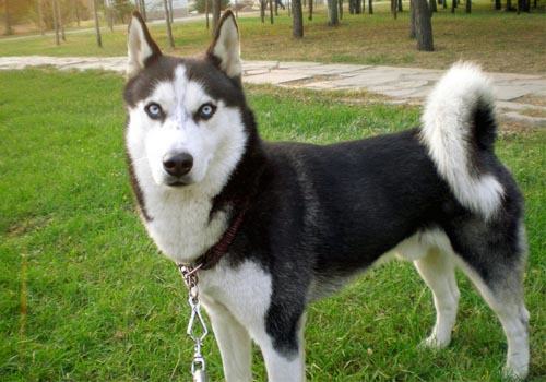 如何预防哈士奇患上皮肤病