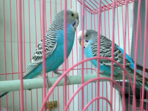 冬季养鸟要注意什么
