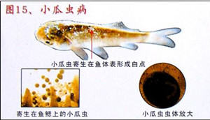 春季淡水鱼类易发的寄生虫病 春季淡水鱼类易发的寄生虫病