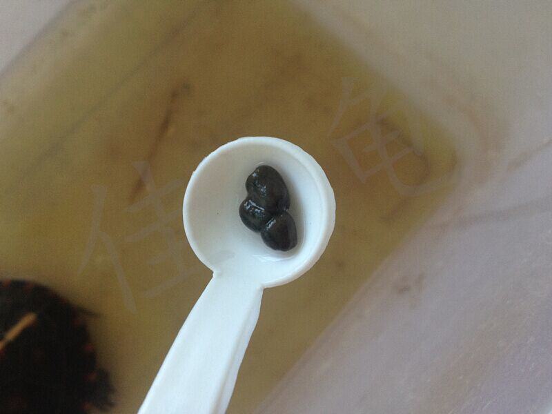 一例黄缘闭壳龟蛔虫病的治疗报告