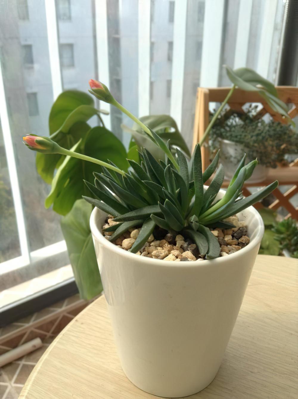 用爆盆的姬玉露证明，我不是“植物杀手”