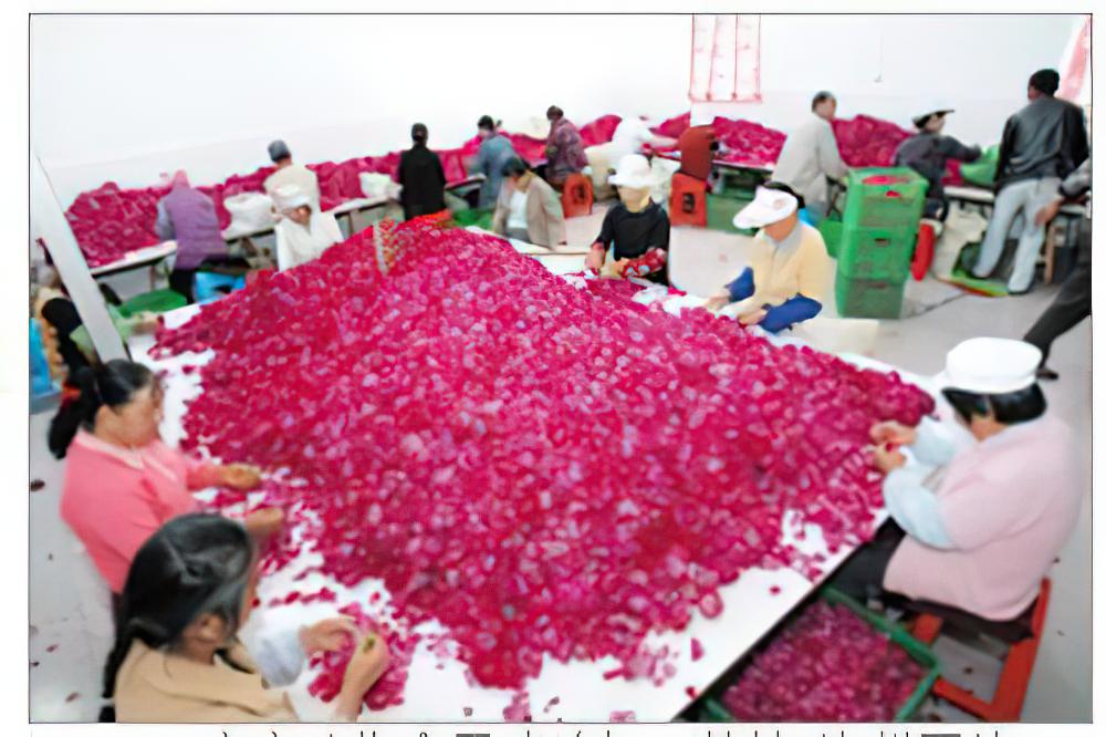 云南：可食用花卉达700多种 花卉产业急需升级
