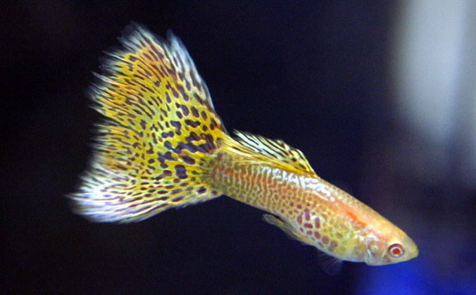 孔雀鱼尾巴开叉原因