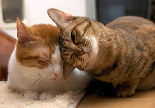 为什么要养两只猫？