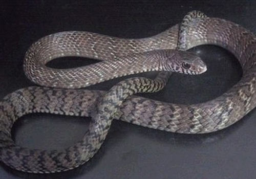 种蛇运输要注意哪些问题 种蛇运输要注意哪些问题