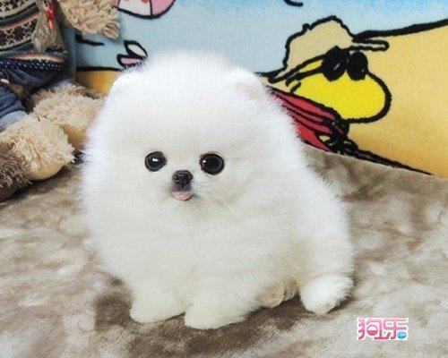 新手适合养什么狗？