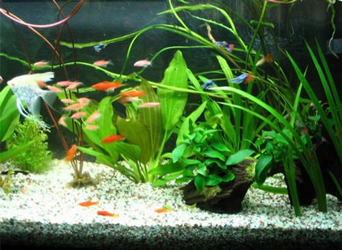 如何清理水族箱的蓝绿藻