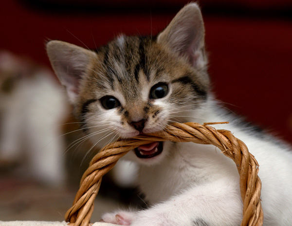 尿结石对猫咪有什么危害