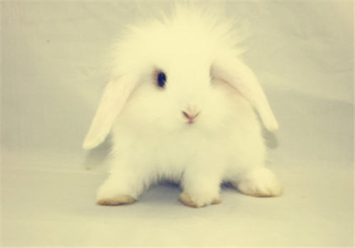 家兔易患疾病的防治措施