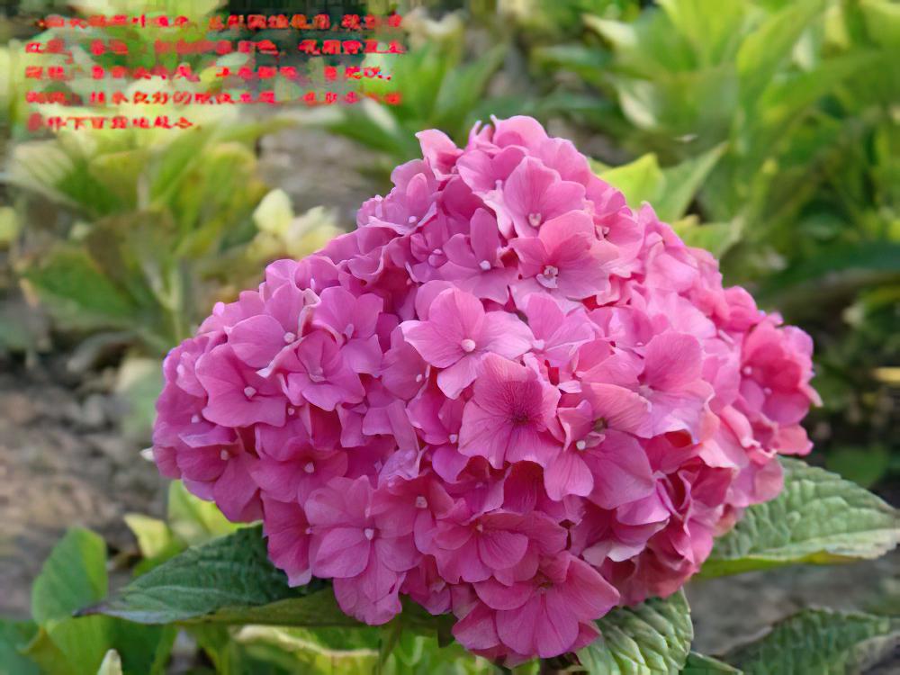 红花八仙花