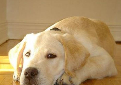 狗狗接受疫苗后的常见问题 狗狗接受疫苗后的常见问题