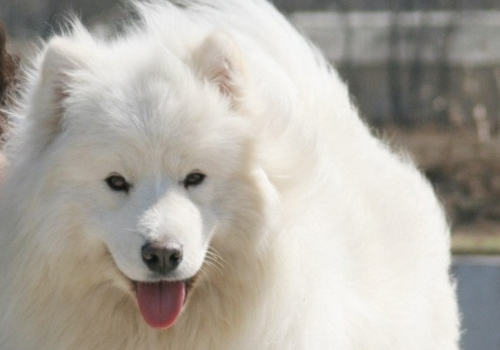 萨摩耶犬的价格