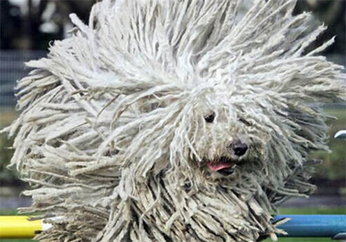 波利犬的品种简介