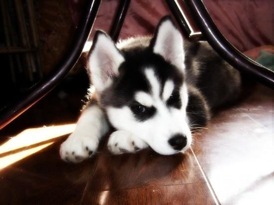 狗狗眼睛也有不同颜色 狗狗眼睛也有不同颜色